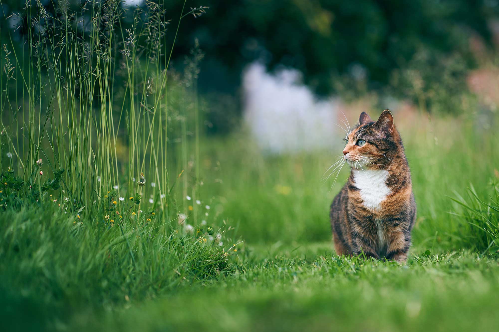 Katt sitter på grön äng
