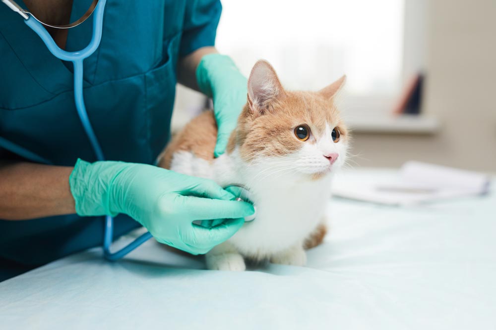 En katt på besök hos veterinären